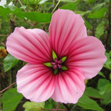 Malope trifida Glacier Fruits Mixed