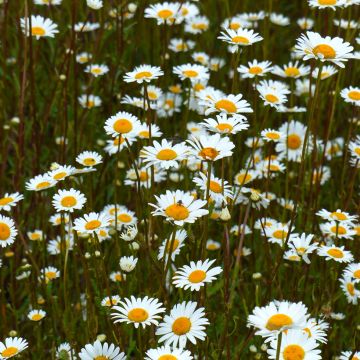 Leucanthemum vulgare BIO (semillas) - Margarita mayor