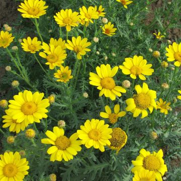 Chrysanthemum segetum (semillas) - Crisantemo