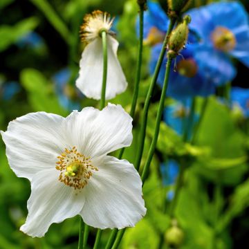 Meconopsis baileyi Alba - Amapola del Himalaya