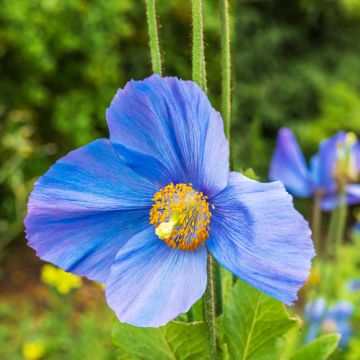 Meconopsis grandis (semillas) - Amapola Azul