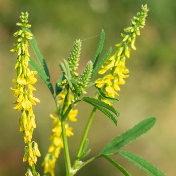 Meliloto amarillo - Melilotus officinalis