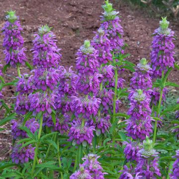 Monarda de limón Bees Favourite