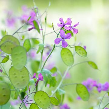 Lunaria annua (semillas) - Monedas del Papa