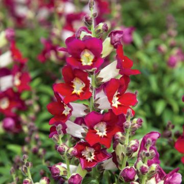 Antirrhinum Antiquity Red Bicolour