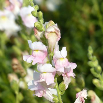 Antirrhinum majus Appleblossom (semillas) - Boca de dragón