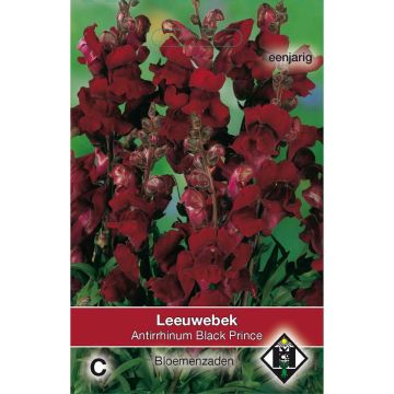 Antirrhinum Black Prince (semillas)