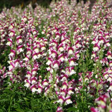 Antirrhinum x majus Cherry Twist - Boca de dragón