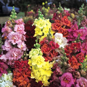 Antirrhinum Double Madame Butterfly Mixed