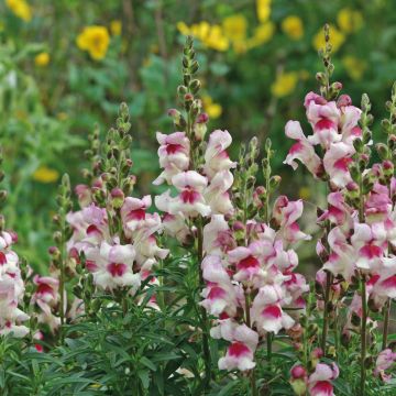 Antirrhinum Lucky Lips