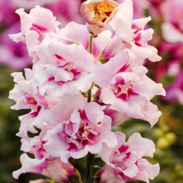 Antirrhinum Twinny Orchid F1