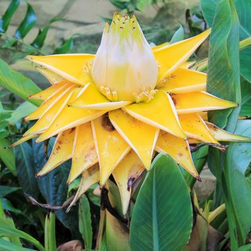 Musella lasiocarpa (semillas) - Plátano enano chino