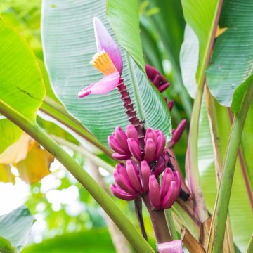 Musa velutina (semillas) - Plátana rosa