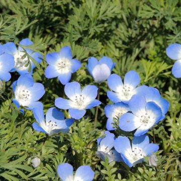 Nemophila menziesii Baby blue eyes