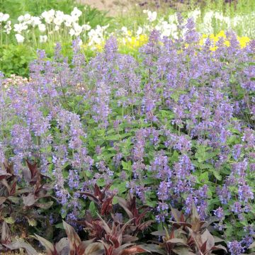 Nepeta racemosa Azul