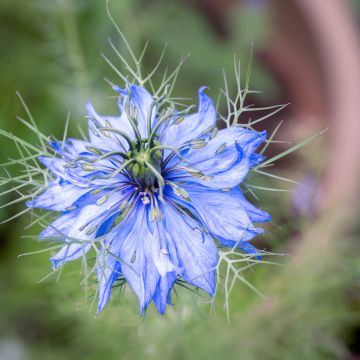 Nigella damascena Miss Jekyll Blue - Arañuela