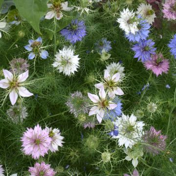 Arañuela Mix BIO - Nigella damascena