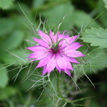 Nigella damascena Persian Rose - Arañuela