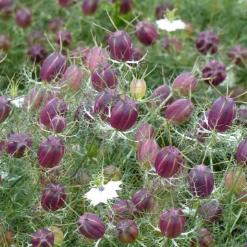 Arañuela blanca con cápsula roja - Nigella damascena