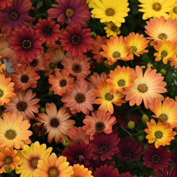 Osteospermum Akila Sunset Shades - Margarita del Cabo