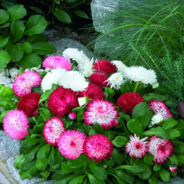 Graines de Pâquerette Habanera Mix (enrobées) - Bellis Perennis