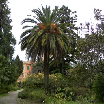 Graines de Palmier des Canaries - Phoenix canariensis