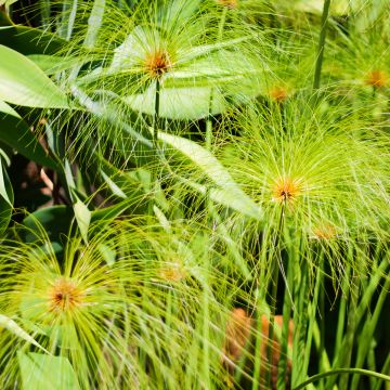 Cyperus papyrus (semillas) - Papiro