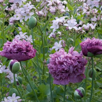 Adormidera Purple Peony - Papaver somniferum