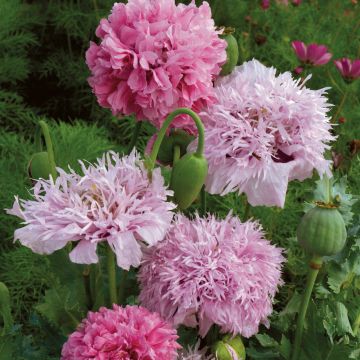 Adormidera Tallulah Belle Blush - Papaver somniferum