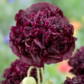 Adormidera Black Peony - Papaver somniferum