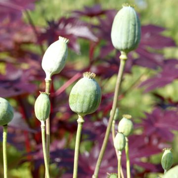 Adormidera Bowling Ball - Papaver somniferum