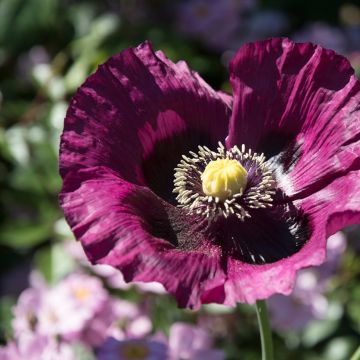 Adormidera Lauren's Grape - Papaver somniferum