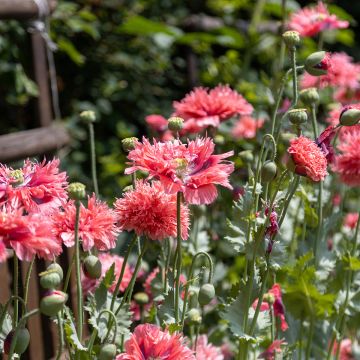 Adormidera Rose Feathers - Papaver somniferum