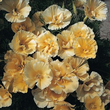 Eschscholzia californica Buttermilk - Amapola de California