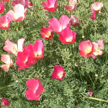 Eschscholzia californica Carmine King - Amapola de California