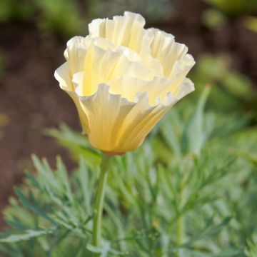 Eschscholzia californica Cream Swirl - Amapola de California