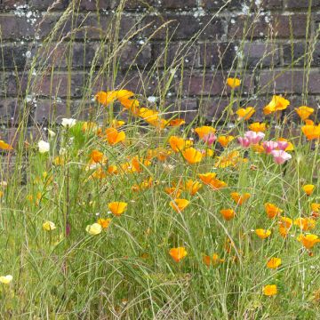 Eschscholzia californica Garden mix - Amapola de California