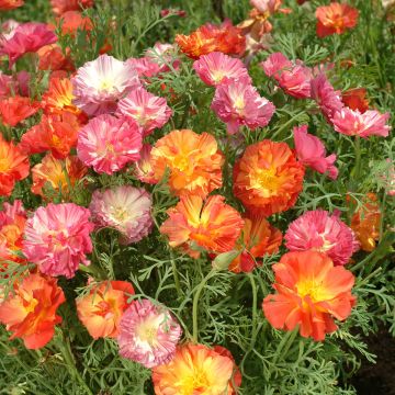 Eschscholzia californica Thai Silk Formula Mixture - Amapola de California