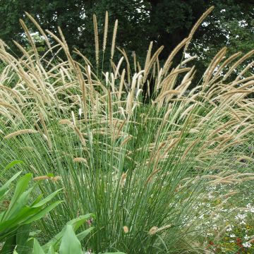 Pennisetum macrourum Tail Feathers