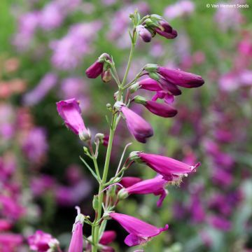 Penstemon barbatus Twizzle Purple - Muicle