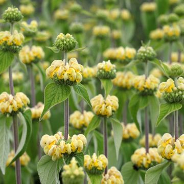 Phlomis russeliana (semillas) - Salvia turca