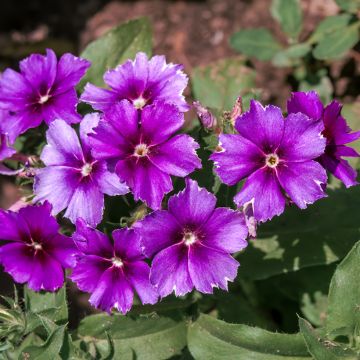 Graines de Phlox annuel Blueberry Swirl - Phlox drummondii