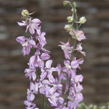 Delphinium consolida Fancy Belladonna