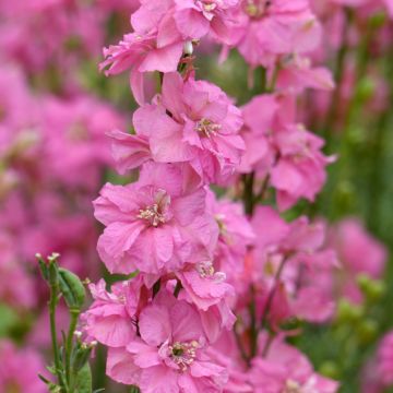 Graines de Delphinium Imperial QIS Rose - Pied d'alouette annuel