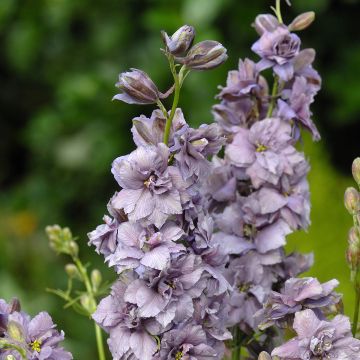 Espuela de caballero - Delphinium consolida Misty Lavender