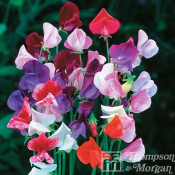 Guisante de olor Heirloom Mixed - Lathyrus odoratus