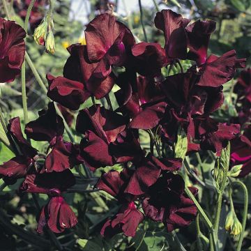 Guisante de olor Midnight - Lathyrus odoratus