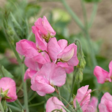 Guisante de olor Pinkie - Lathyrus odoratus