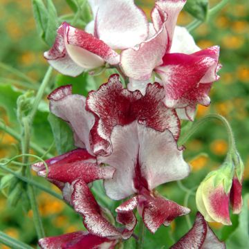 Lathyrus odoratus Spencer Mars (Semillas) - Guisante de olor