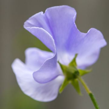 Guisante de olor Spencer Noel Sutton - Lathyrus odoratus